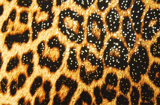Lycra leopardata laminata